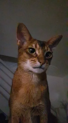 Chat perdu Abyssin