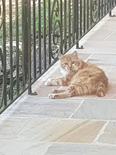 Chat trouvé Européen