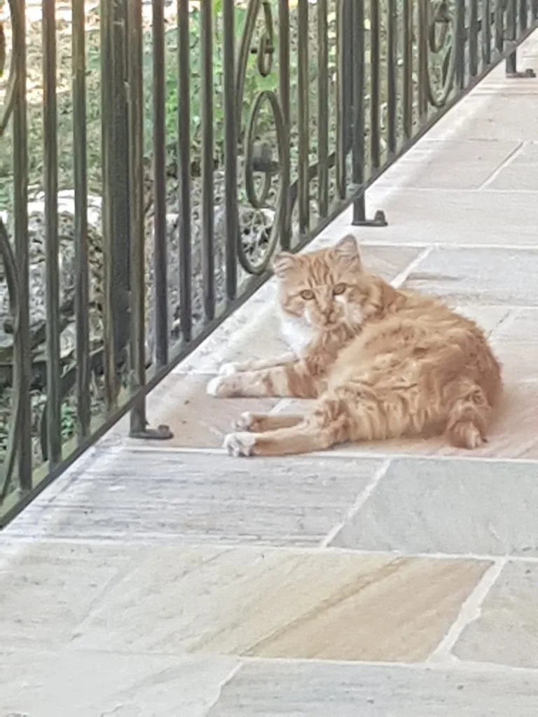 Chat trouvé