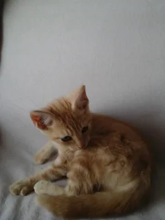 Chat trouvé Européen