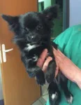 Chien trouvé Chihuahua