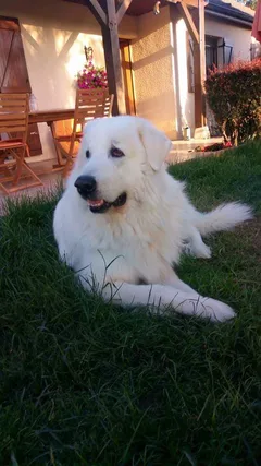 Chien perdu Montagne des Pyrénées