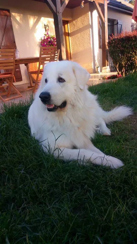 aslan