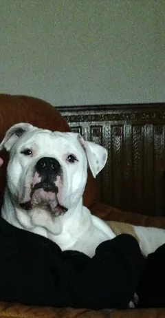 Chien perdu American-Staffordshire-Terrier