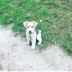 Chien perdu Fox-Terrier