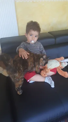 Chat perdu Européen