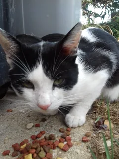 Chat trouvé Européen