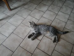 Chat perdu Européen