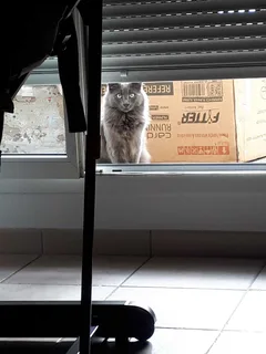 Chat trouvé Angora Turc