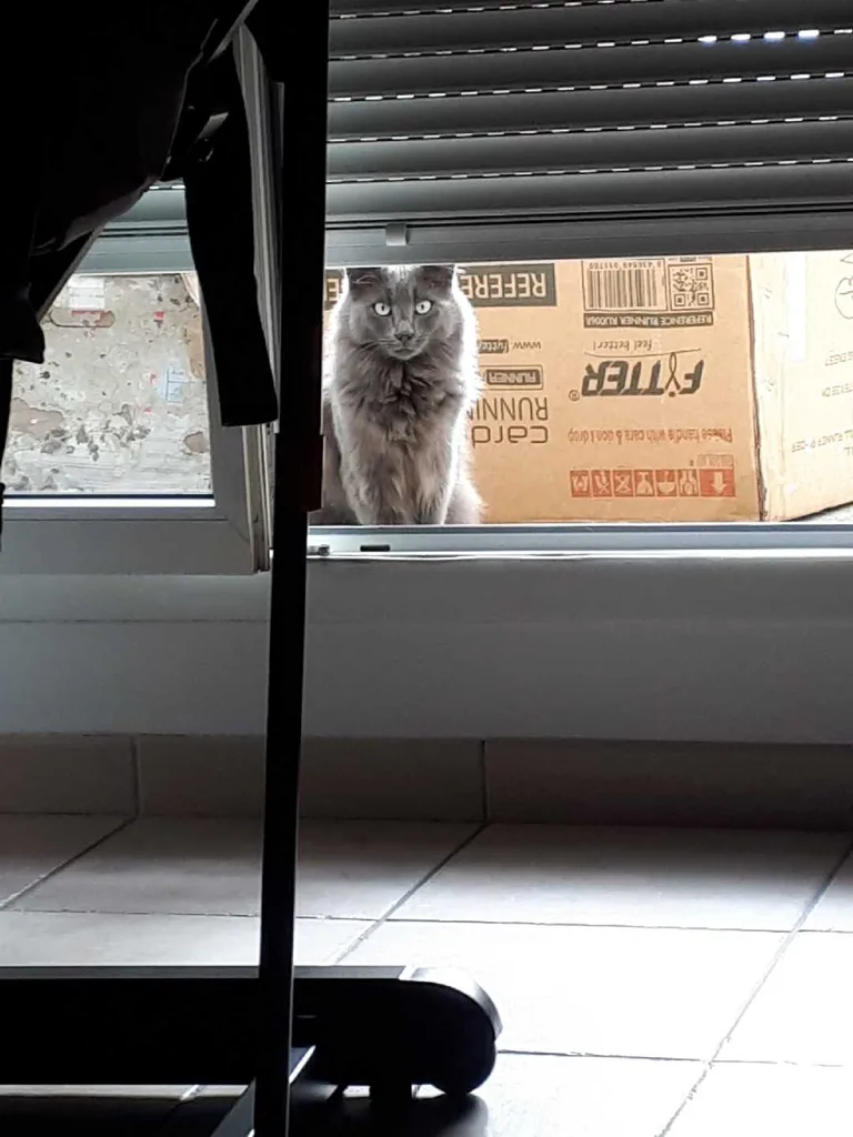 Chat trouvé