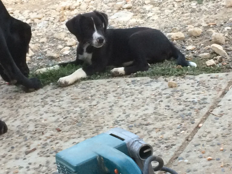 Nala