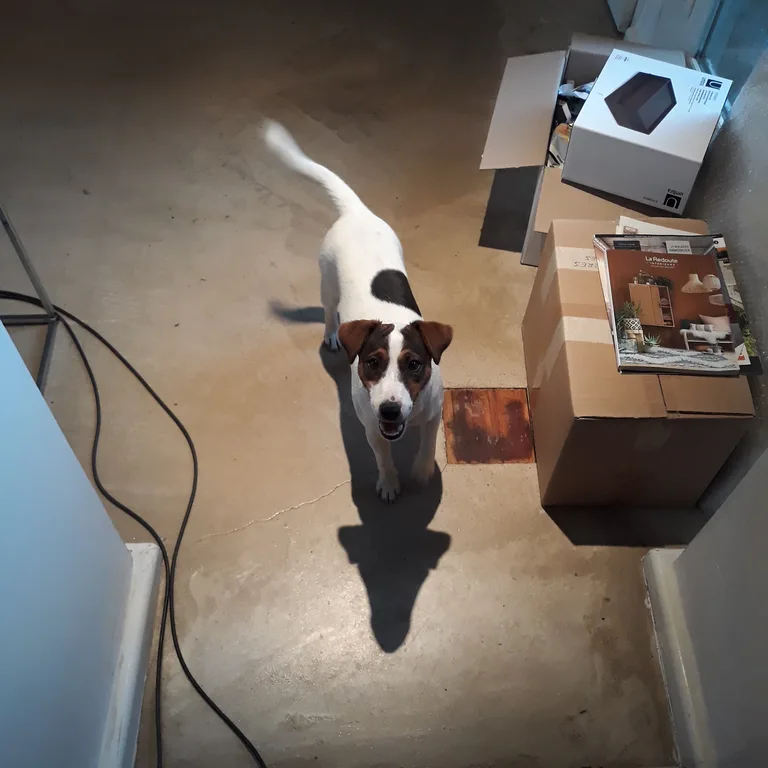 Chien trouvé
