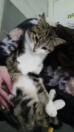 Chat perdu Européen