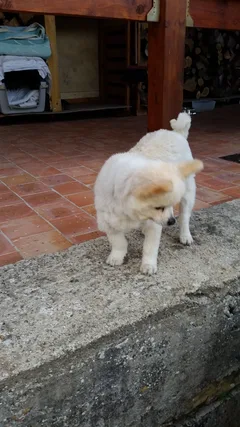 Chien perdu Spitz Allemand nain