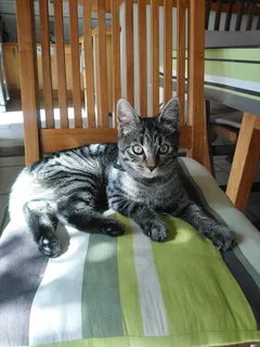 Chat trouvé Européen