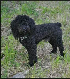 Chien trouvé Caniche