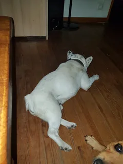Chien trouvé Bouledogue Français