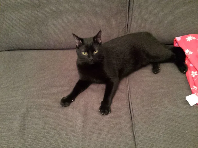 Chat trouvé