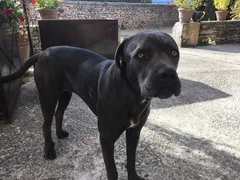 Chien trouvé Cane Corso