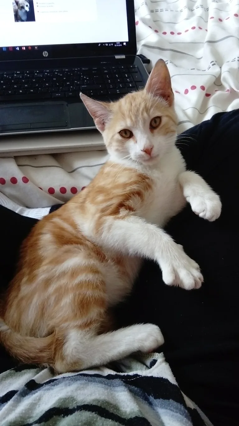 Chat trouvé