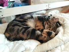 Chat perdu Européen