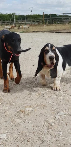 Chien perdu Beauceron