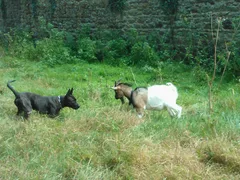 Chien perdu Croisé