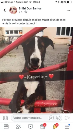 Chien perdu Croisé