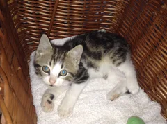 Chat trouvé Européen