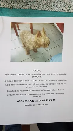 Chien perdu Yorkshire Terrier