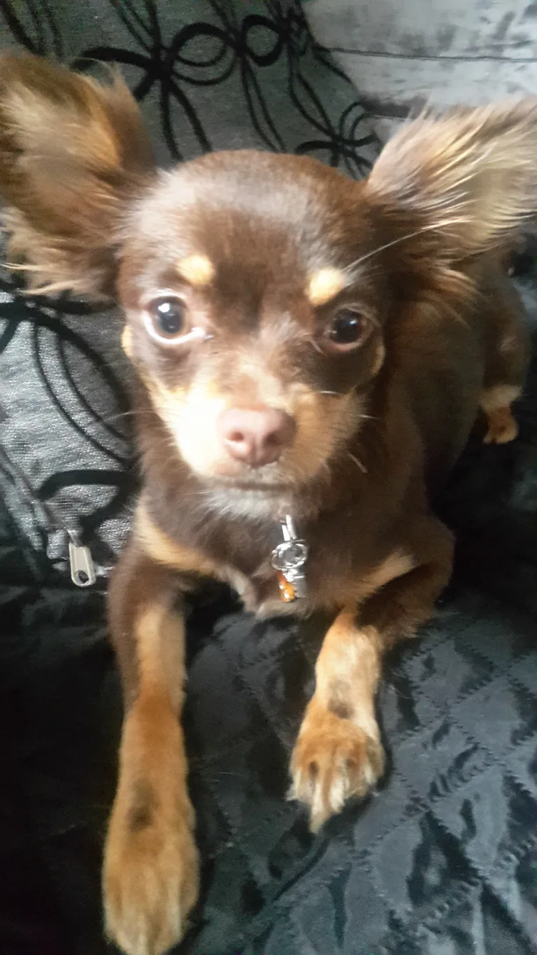 luna
