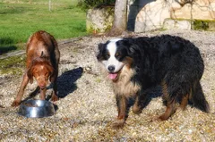 Chien trouvé Chien Courant