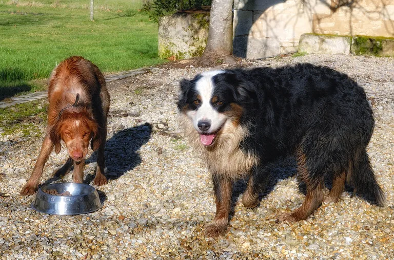 Chien trouvé
