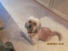 Chien perdu Croisé