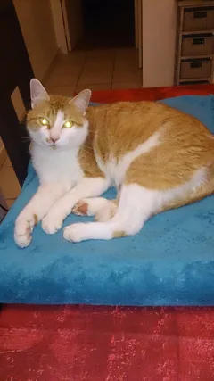 Chat perdu Européen