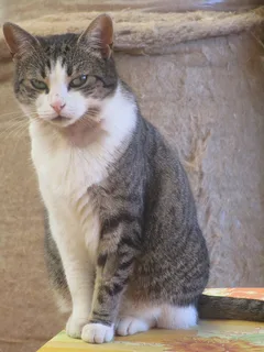 Chat trouvé Européen