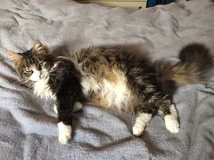 Chat perdu Européen
