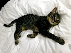 Chat perdu Européen