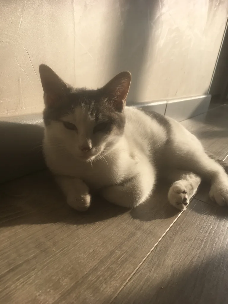 Chat trouvé