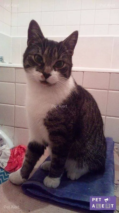 Chat trouvé