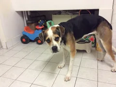 Chien trouvé Croisé
