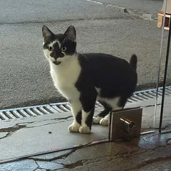 Chat trouvé Sans race particulière