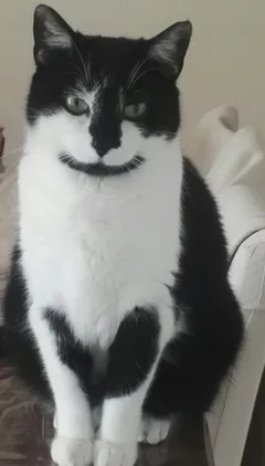 Chat perdu Sans race particulière