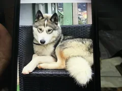Chien perdu Husky Sibérien