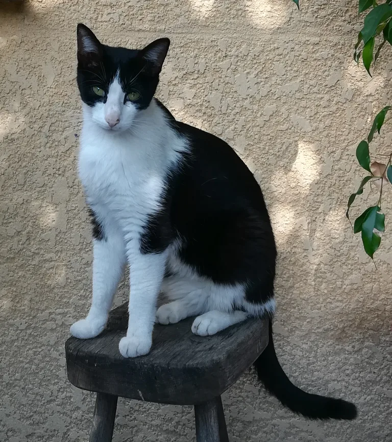 Felix