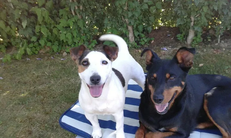 Maya et honda