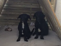 Chien perdu Croisé