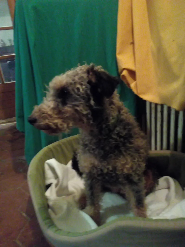 Chien trouvé