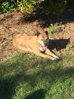 Chien perdu American-Staffordshire-Terrier