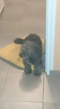 Chien perdu Caniche